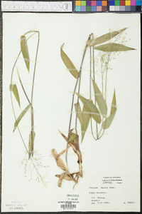 Panicum boscii image