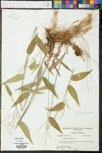 Panicum boscii image