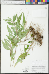 Panicum boscii image