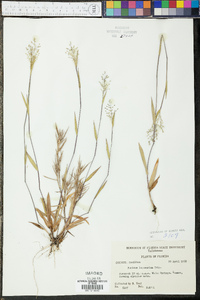 Panicum lancearium image