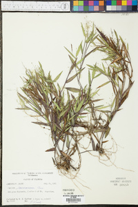 Panicum lancearium image