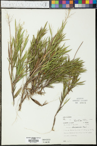 Panicum lancearium image