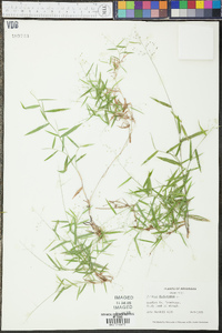 Panicum dichotomum image