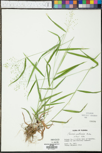 Panicum yadkinense image