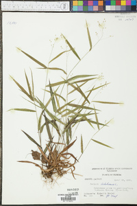 Panicum dichotomum image