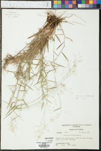 Panicum dichotomum image