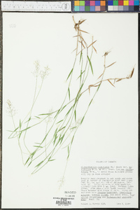 Dichanthelium ensifolium image