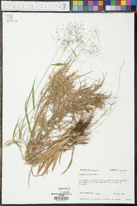 Panicum dichotomum image