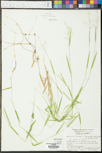 Panicum dichotomum image