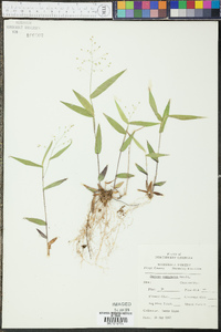 Panicum commutatum image