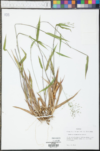 Panicum commutatum image