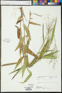 Panicum commutatum image