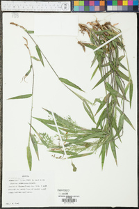 Panicum commutatum image