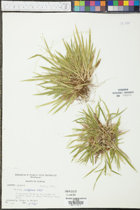 Panicum xalapense image