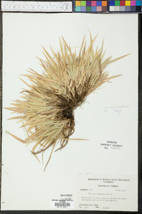 Panicum xalapense image