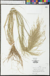 Eragrostis elliottii image