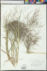 Eragrostis elliottii image