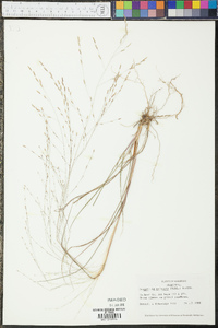 Eragrostis refracta image