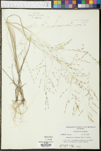 Eragrostis refracta image