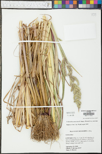 Echinochloa muricata var. muricata image