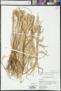 Echinochloa muricata var. muricata image