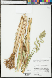 Echinochloa muricata var. muricata image