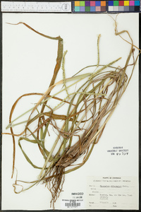 Paspalum dilatatum image