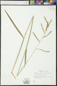 Paspalum dilatatum image