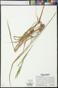 Paspalum dilatatum image