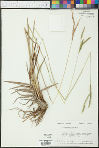 Paspalum dilatatum image