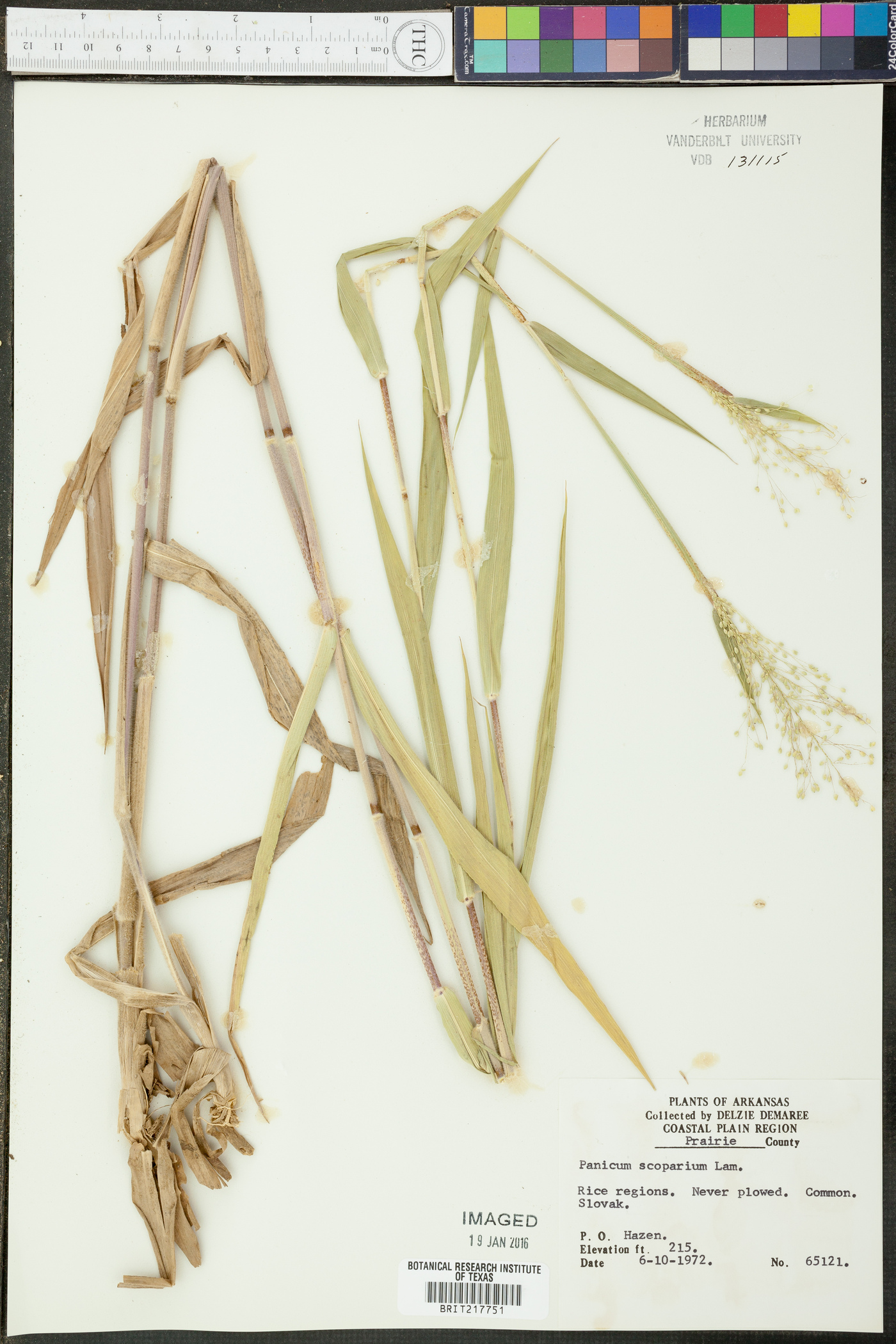 Paspalum scoparium image