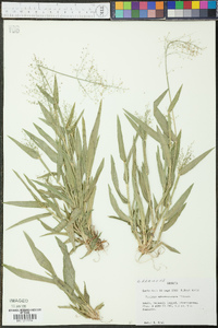 Panicum sphaerocarpon image