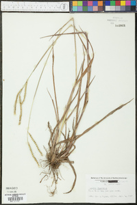 Paspalum floridanum image