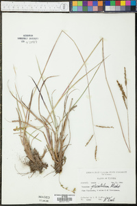 Paspalum plicatulum image