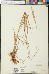 Paspalum urvillei image