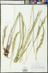 Paspalum urvillei image