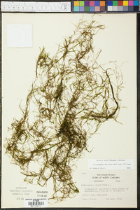 Potamogeton foliosus var. foliosus image