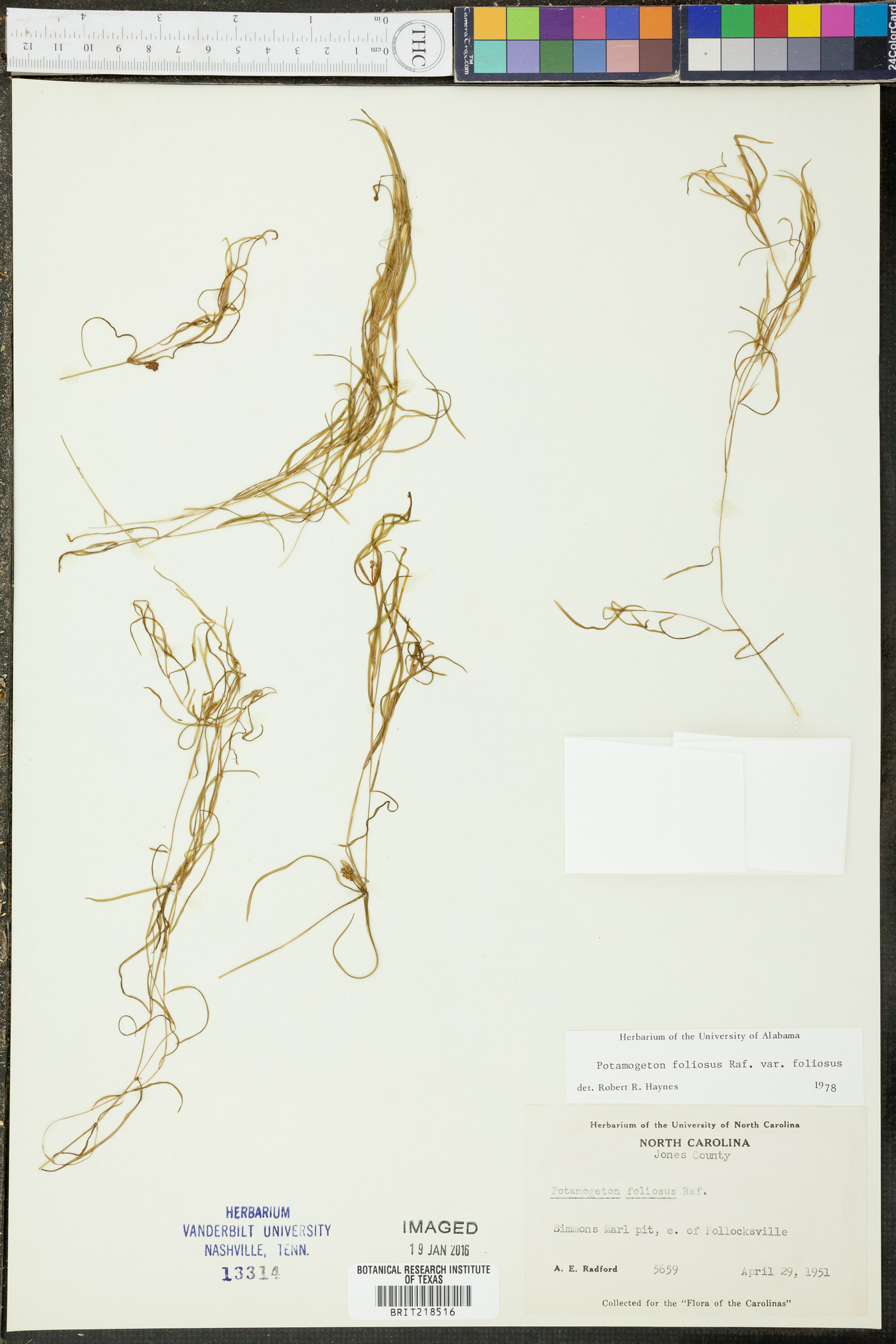 Potamogeton foliosus var. foliosus image
