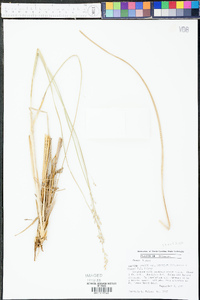 Panicum amarum var. amarulum image