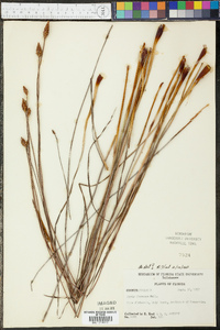 Xyris flexuosa image