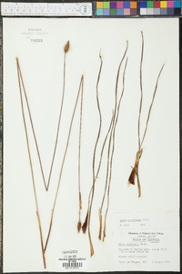 Xyris caroliniana image