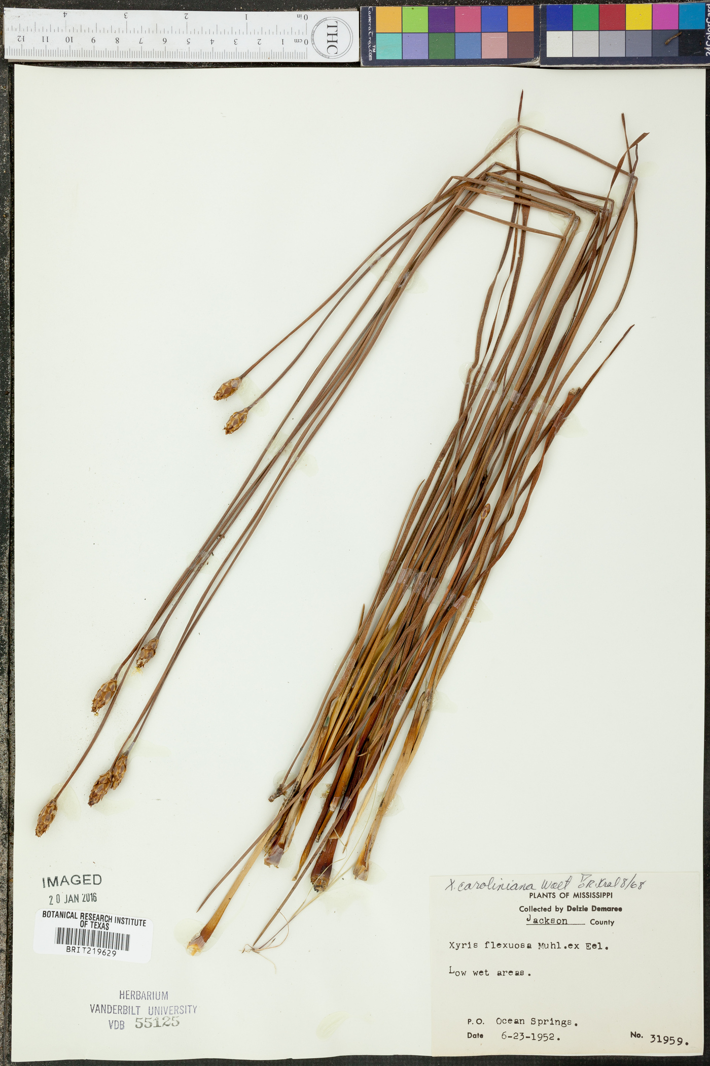 Xyris caroliniana image