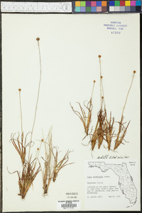 Xyris brevifolia image