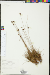 Xyris brevifolia image