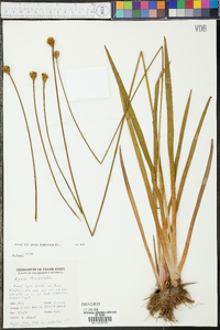 Xyris fimbriata image