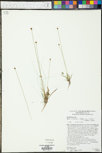 Xyris difformis var. curtissii image