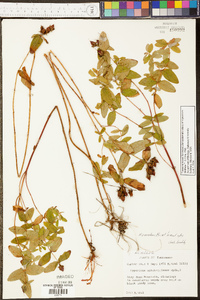 Hypericum graveolens image