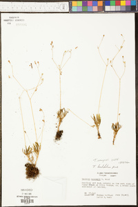 Talinum mengesii image