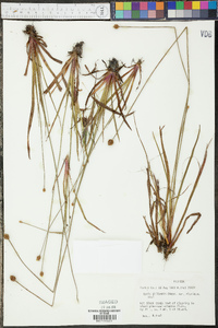 Xyris difformis image