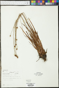 Xyris difformis var. floridana image